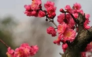 梅花的实用价值：从观赏到药用的全面解析