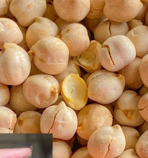 鹰嘴豆的性质分析——热性还是凉性（探究鹰嘴豆的特性）