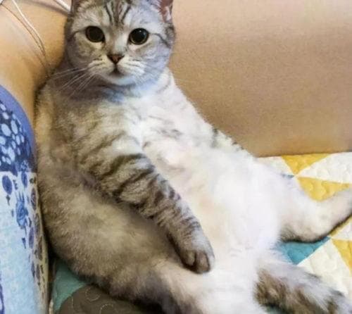 猫咪肚子下垂原因及治疗指南