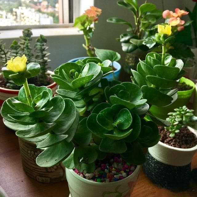 春日种花宝典，打造浪漫花境