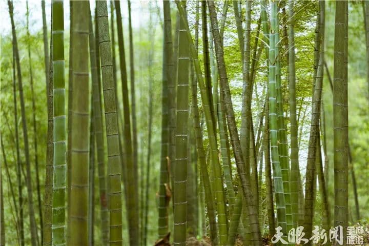 手艺人与守艺人：贵州榕江竹酒的独特酿造工艺