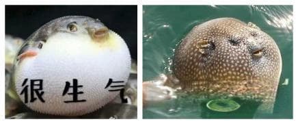 河鲀——可爱的剧毒生物