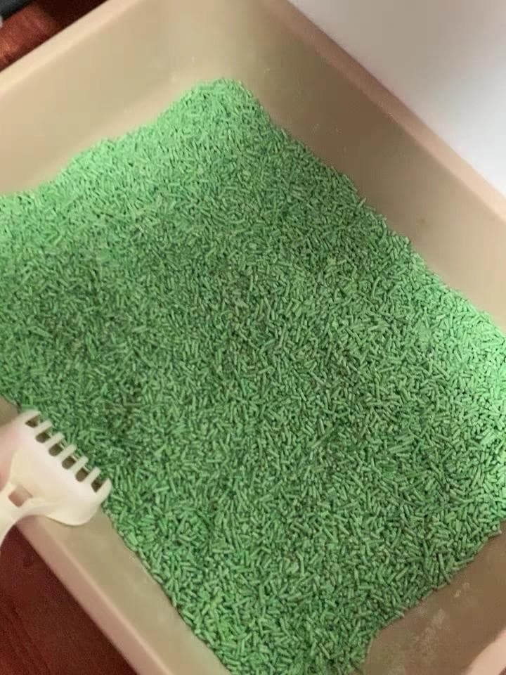 猫砂都有哪些种类