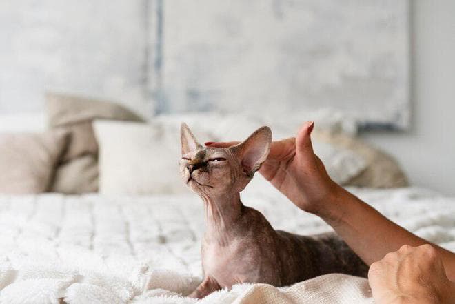 无毛猫如何清洁，无毛猫清洁注意事项