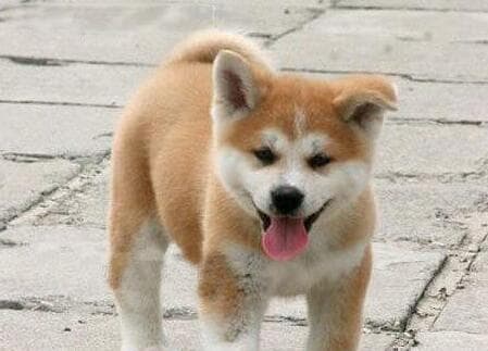 秋田犬饲养指南：从住所到社交化的全方位养护要点