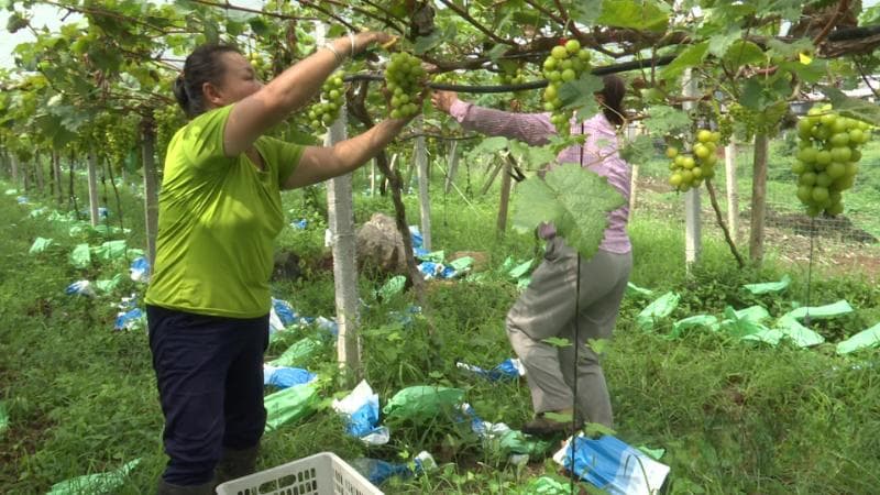 湖南桂阳潭沙村：37亩“阳光玫瑰”葡萄园年销20万