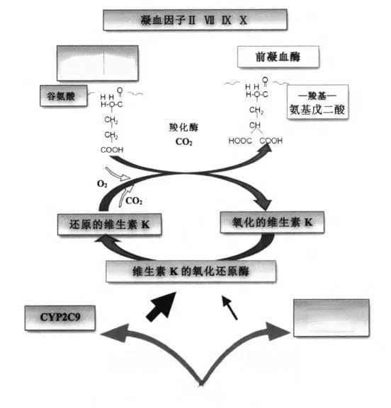 华法林天天用，这 7 个知识点必须掌握！