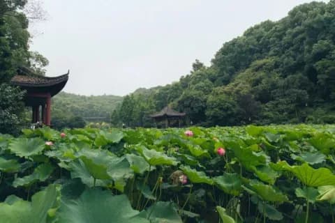 你了解荷花定律吗？