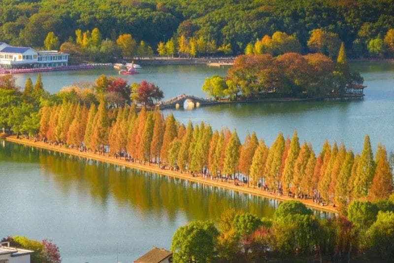 长沙六大秋冬水杉景观点，错过等一年！