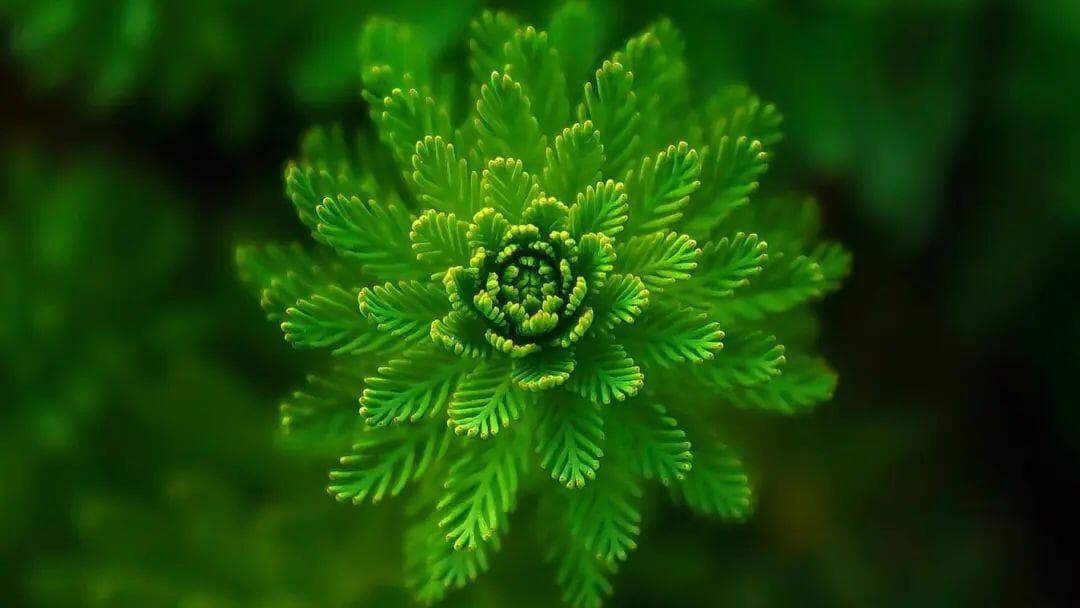 高考地理中的植被类型总结