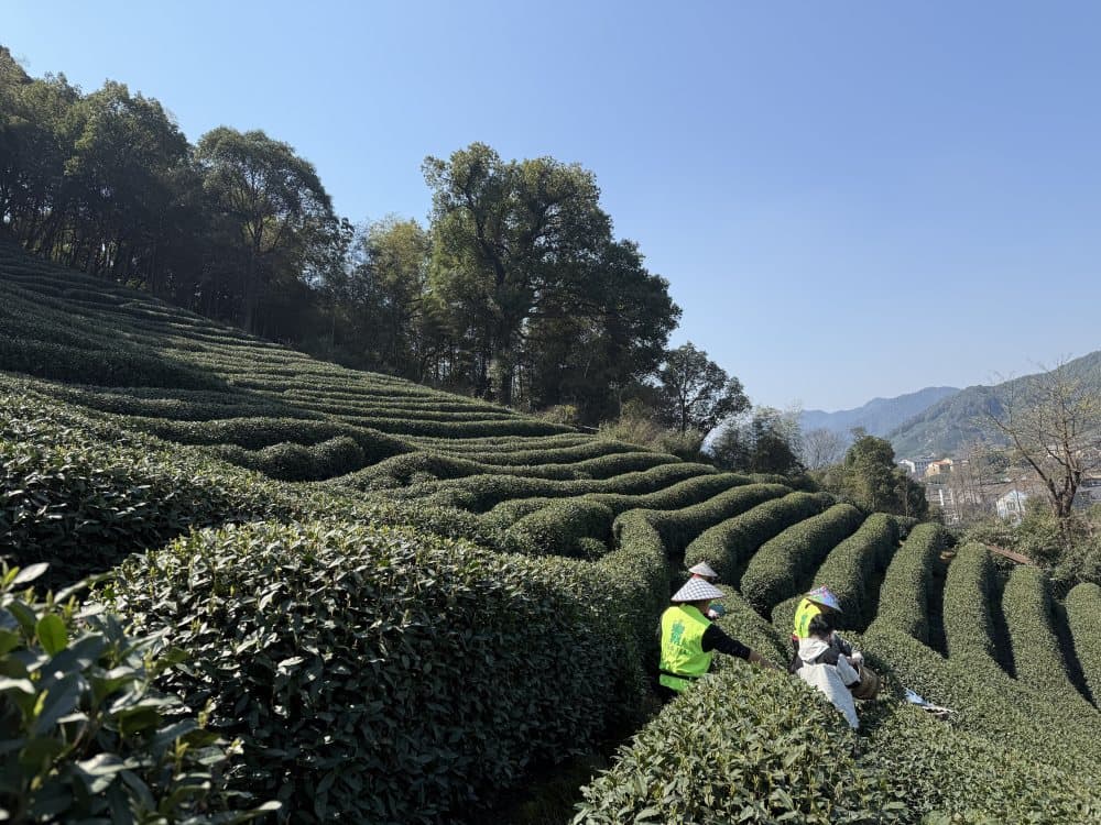 西湖龙井开采：一抹茶香里的老手艺与新技术