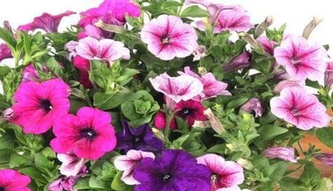 从播种到开花：矮牵牛养护完全指南