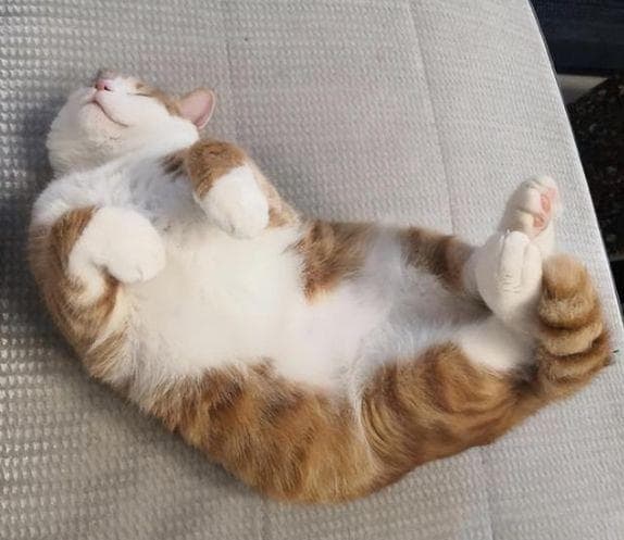 养猫多年终于知道，猫咪“四脚朝天”翻肚皮，不是在卖萌，而是向你传达信号