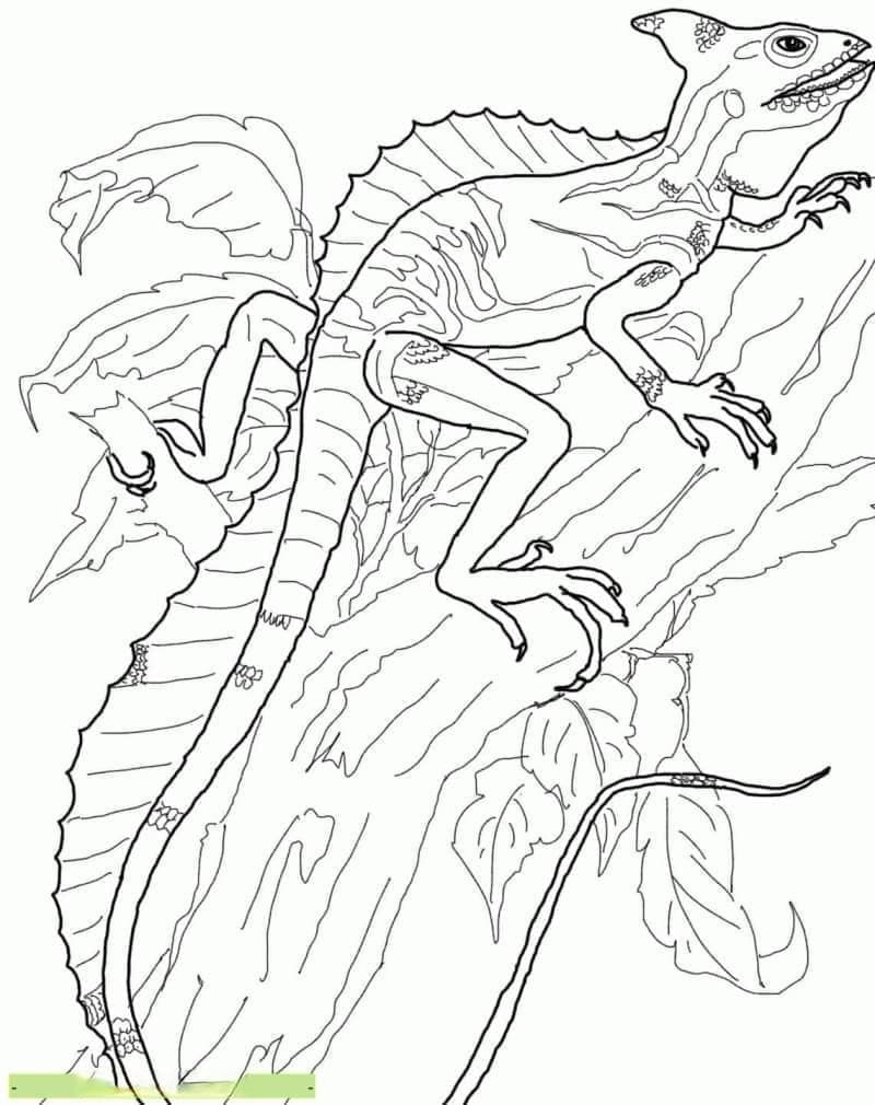 变色龙的十大神奇特征：从独立眼动到第三只眼