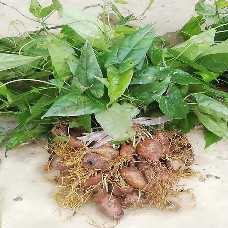 地苦胆种植技术和方法