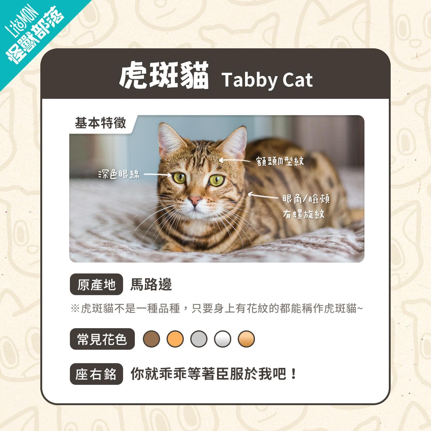 虎斑猫不是品种？4大花纹这样分！认识虎斑猫特征、代表个性与照顾指南！