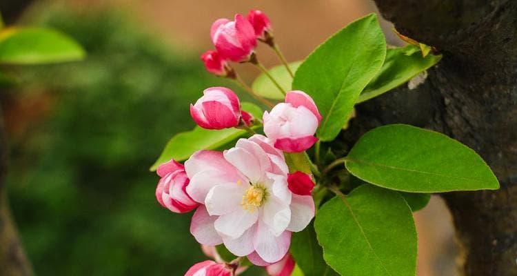 海棠花的花语：坚韧、爱情与艺术之美