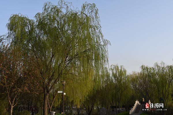 清明节的双重象征：礼敬祖先与亲近自然
