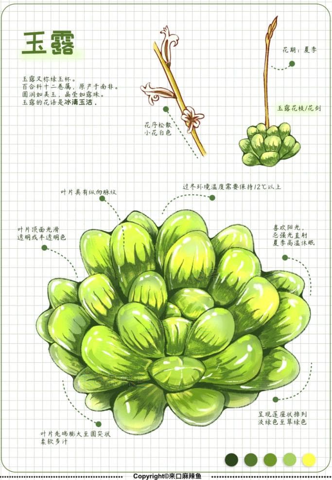 植物界的“萌宠”——探秘景天科多肉的奇妙世界
