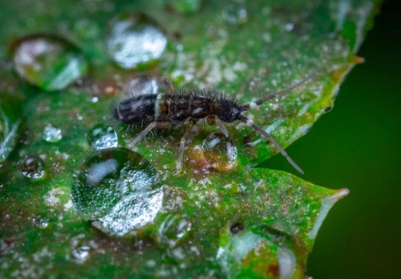 雨后的清新草味儿竟来自于这些生物的代谢物？土臭素热知识来啦
