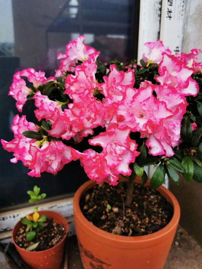 杜鹃的花语是什么？杜鹃的寓意和象征