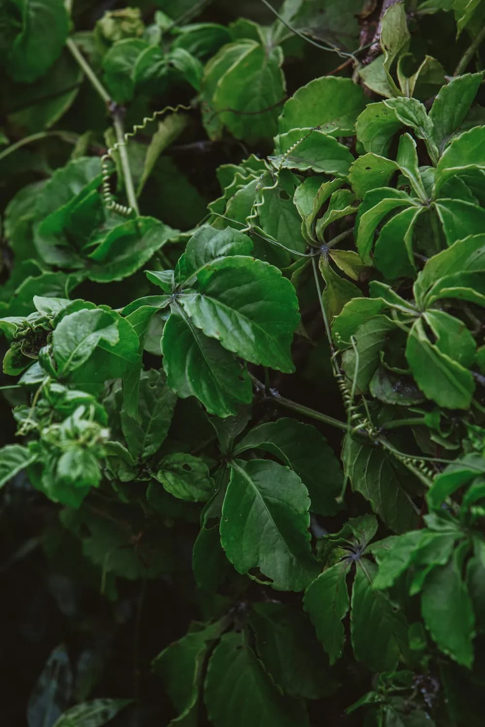 桑叶提取物：糖尿病患者的福音？