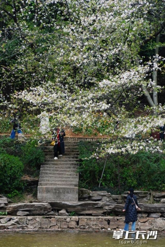 湖南每年清明时节都有雨？专家这么说