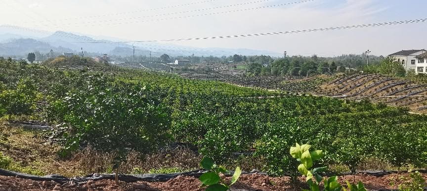 邻水脐橙：品质与品牌的协同发展之路