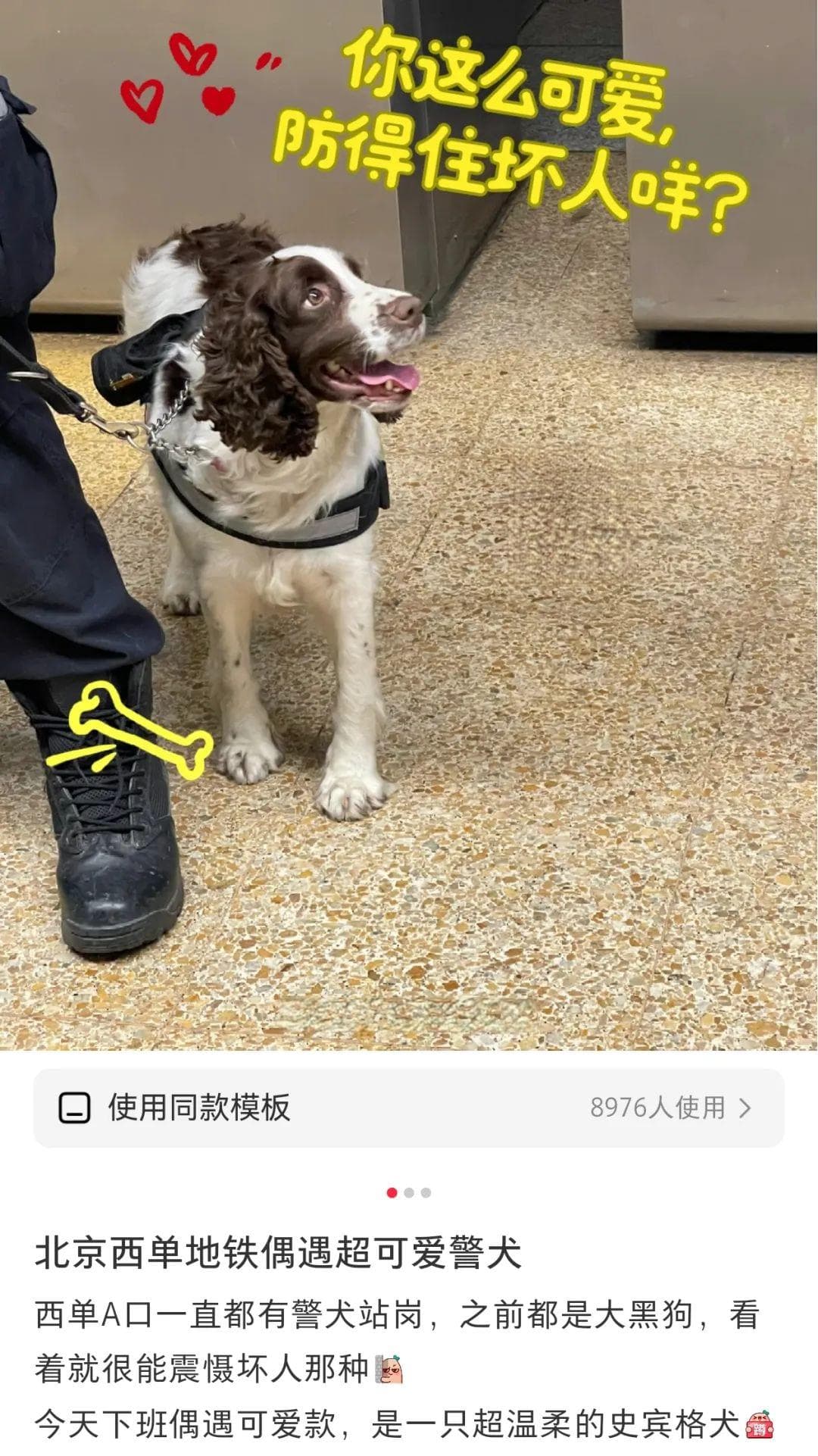 中国特有犬种“国产之光”——昆明犬！