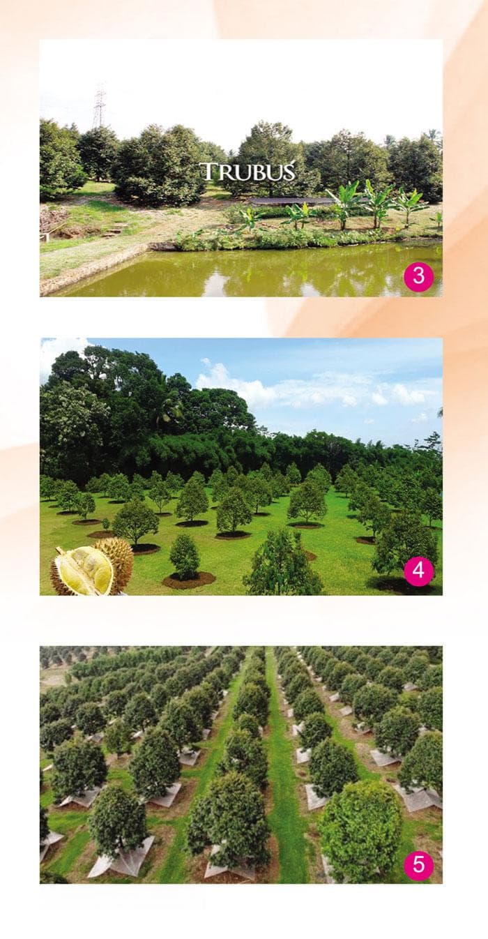 浅谈理想的榴莲种植场地条件