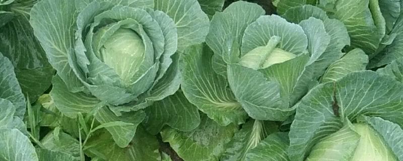 包菜的种植方法：从选种到收获的全程指南