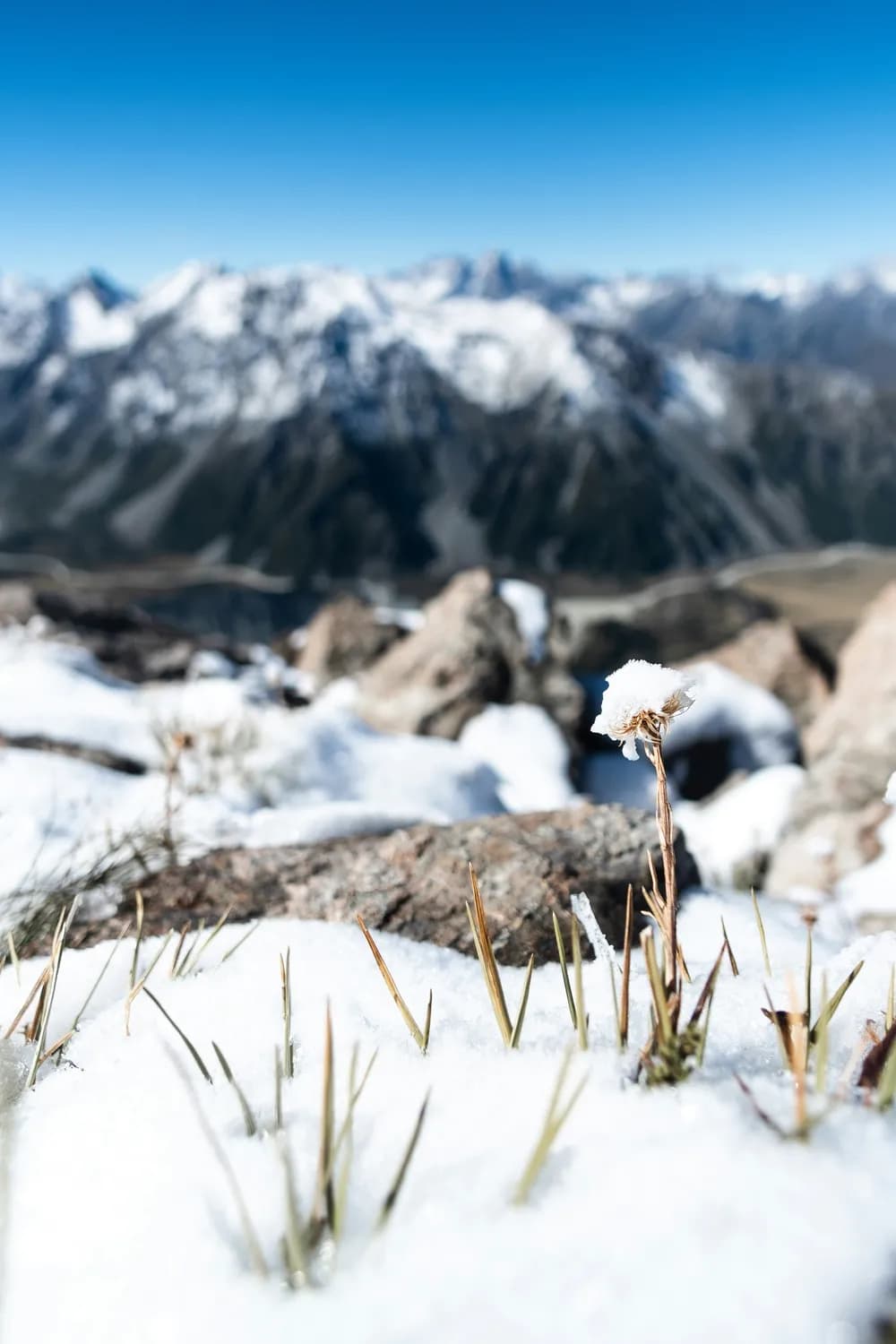 雪莲人工培育成功，为珍稀植物保护提供新路径