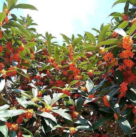 浇硫酸亚铁的植物？——揭秘桂花的神奇能力（桂花对硫酸亚铁的吸收能力及作用）