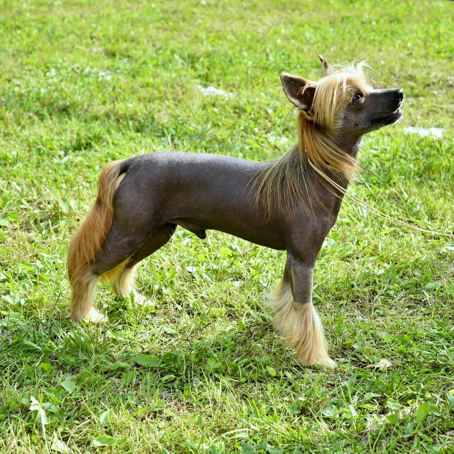 冠毛犬科学清洁指南：打造健康生活