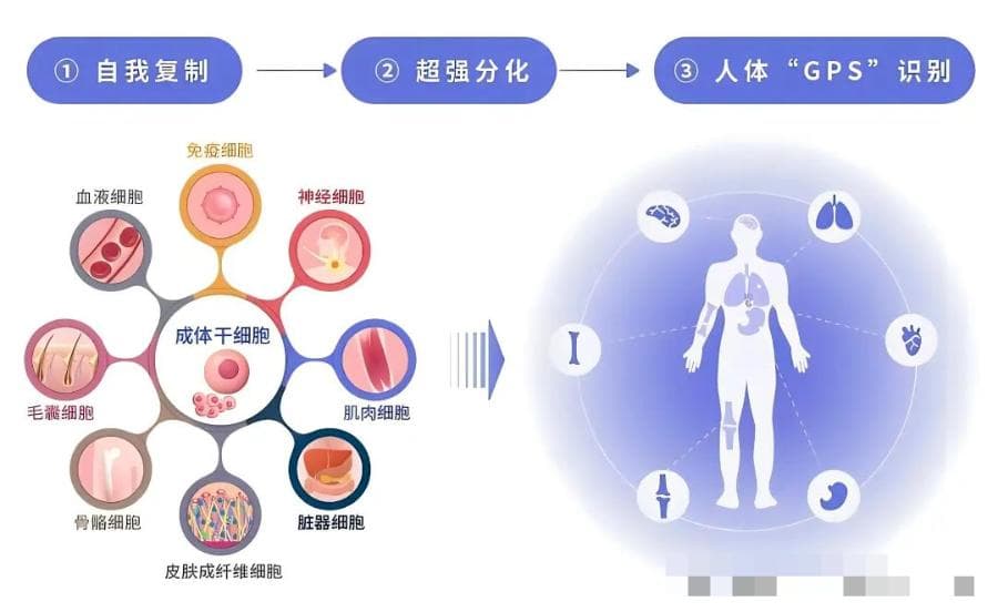 走进细胞疗法时代：2024最新干细胞治疗疾病清单！