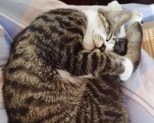 小猫晚上兴奋不睡觉怎么办？如何调整猫咪的作息时间？