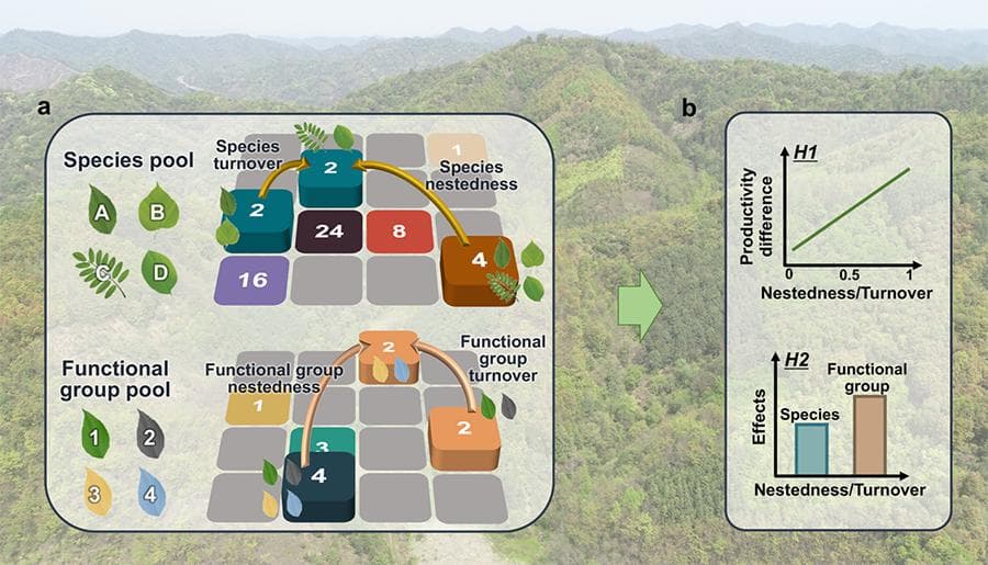 国家植物园科研人员揭示植物物种和功能群多样性与组成共同调控森林生产力