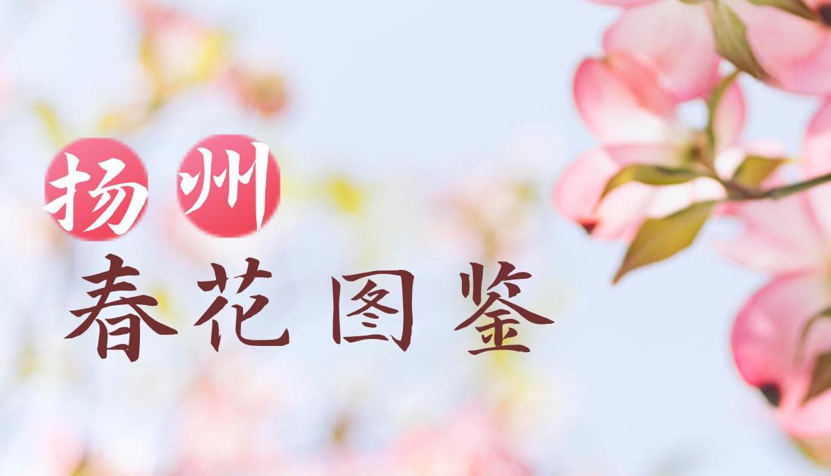 【扬州春花图鉴①】“一家子”齐了！来扬州，赴一场樱花之约