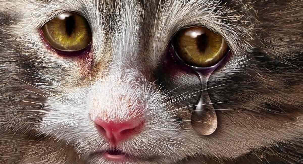 辟谣：猫咪流眼泪是因为“感动”而哭——关于猫流眼泪的真相！