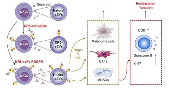 【Science Advances】工程化NK-EVs靶向DR5发挥抗肿瘤效果