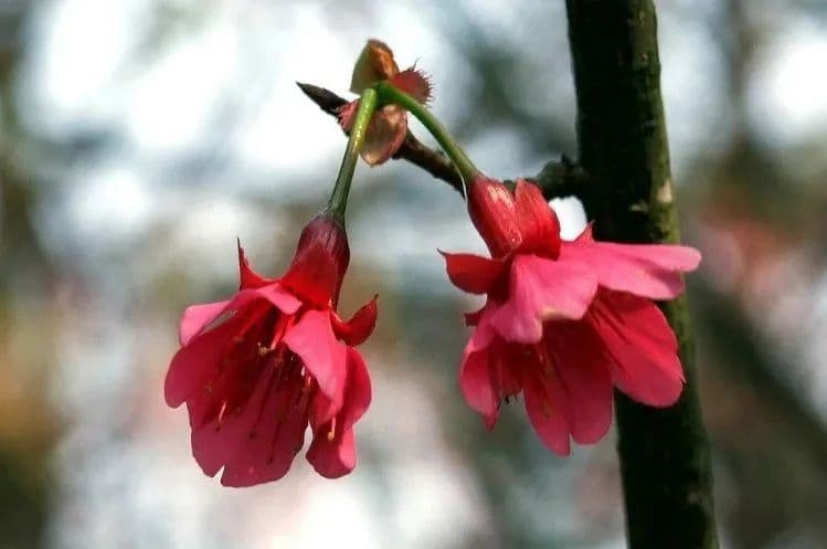 钟花樱桃：一年中最早绽放的樱花，花语寓意高雅纯洁