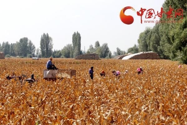 吡虫啉兑水比例指南：如何正确为月季使用吡虫啉