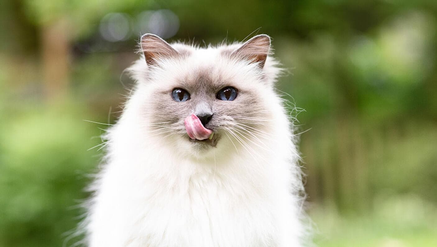 猫咪为什么喜欢舔人