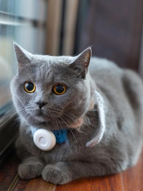蓝猫掉毛严重怎么办？科学护理指南来啦！
