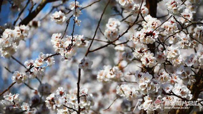来新疆赏花，啥时候最美？最新权威预报来了！