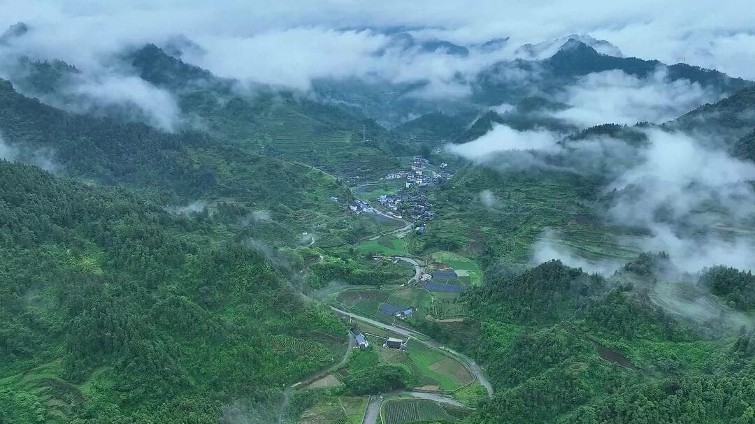 湘西古丈茶旅融合发展升级 促进城乡居民收入增长