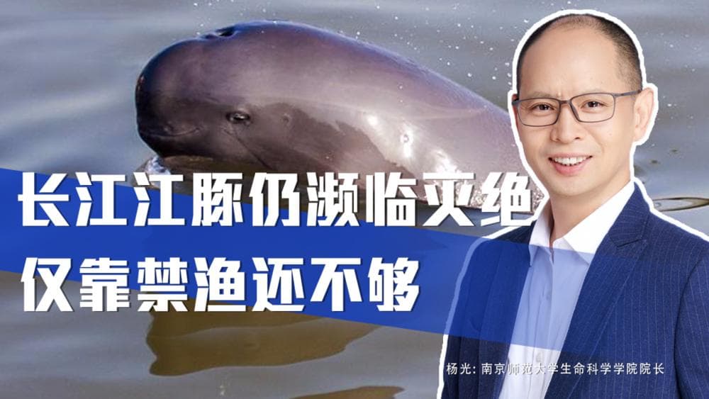 濒临灭绝：保护长江江豚，仅靠禁渔还不够