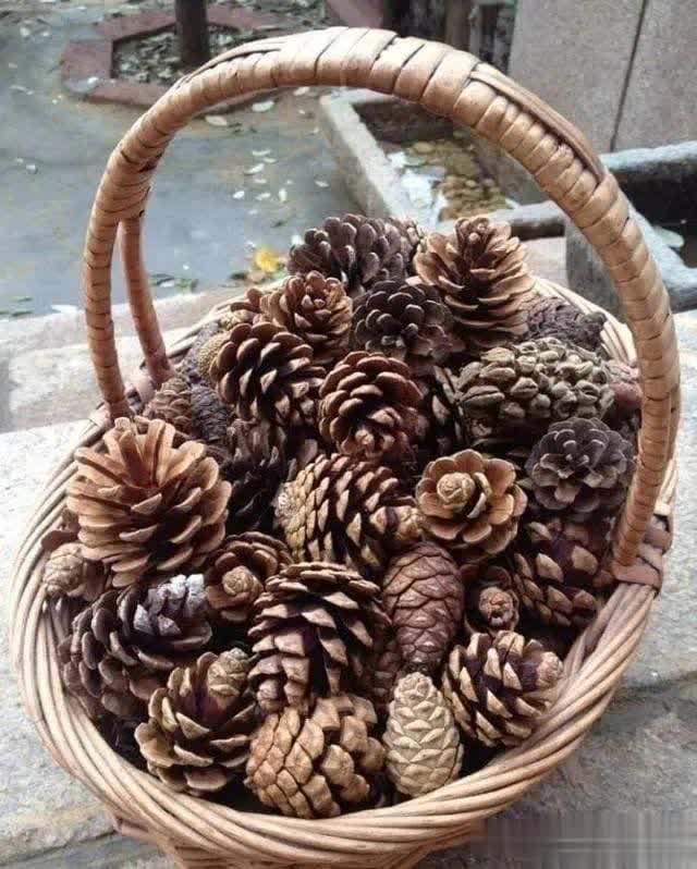 松针与松果，养花界的黄金搭档，正确使用指南