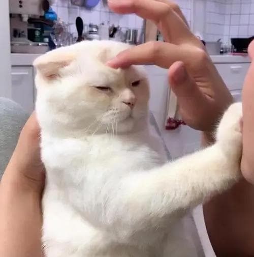 猫咪身上5大"禁区"，全都让你摸？它真的超爱你！