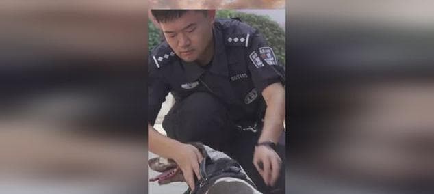 警犬退役，如何妥善安排？（赠予、领养、基地养老，让退役警犬有个美好晚年）